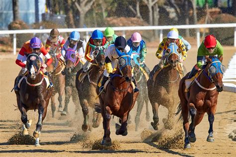 preakness stakes predictions